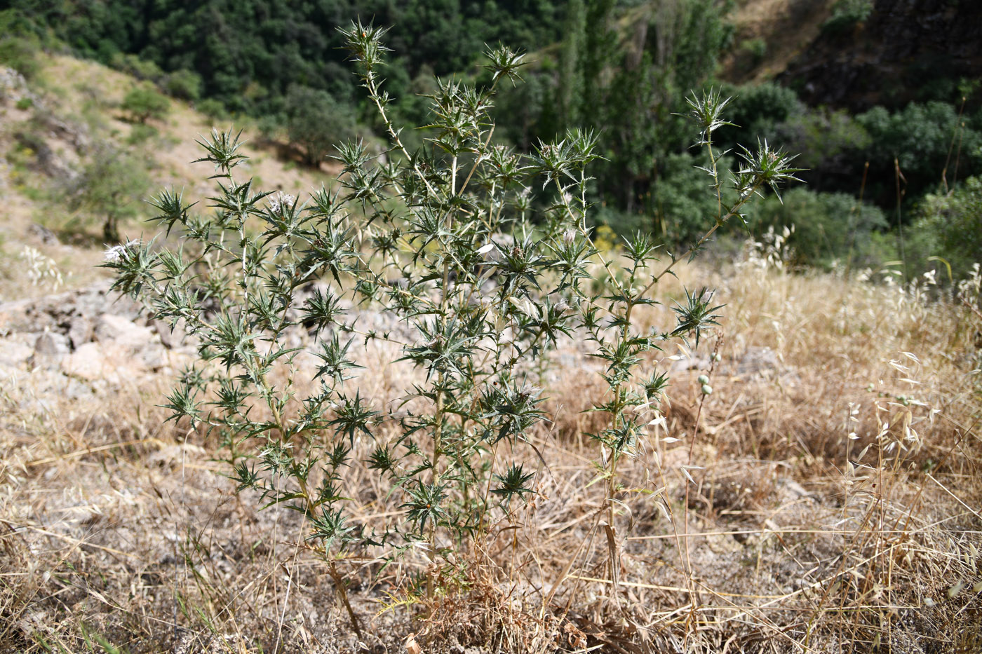 Изображение особи Carthamus lanatus.