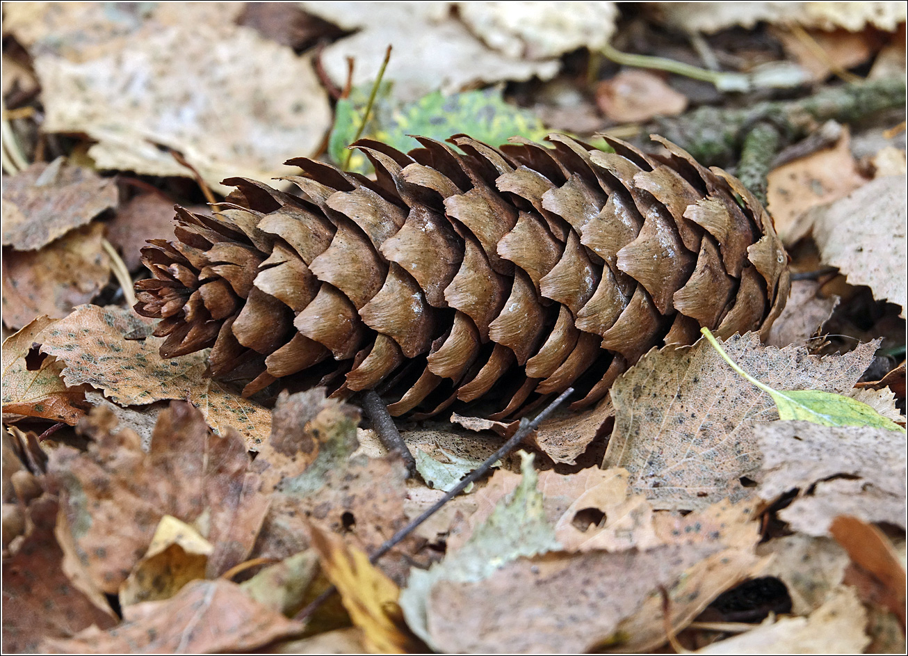 Image of Picea abies specimen.