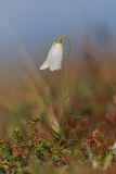 Campanula rotundifolia. Цветущее растение (белоцветковая форма). Мурманская обл., Ловозерский р-н, Ловозерские тундры, горная тундра. 28.07.2013.