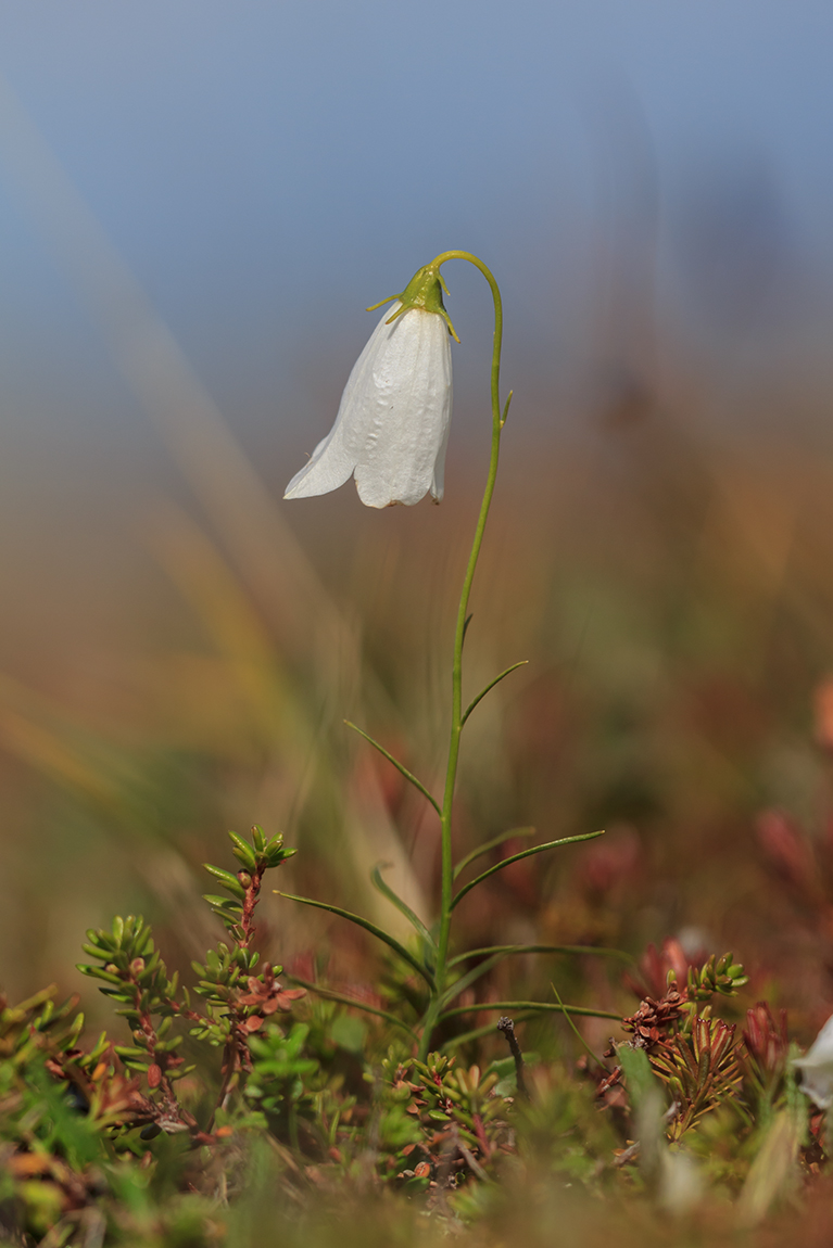 Image of Campanula rotundifolia specimen.