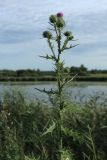 Cirsium vulgare. Верхушка расцветающего растения. Беларусь, Витебская обл., окр. пос. Езерище, берег оз. Езерище у зашейка р. Оболь, бровка склона, суходольный разнотравно-злаковый луг. 14.07.2024.