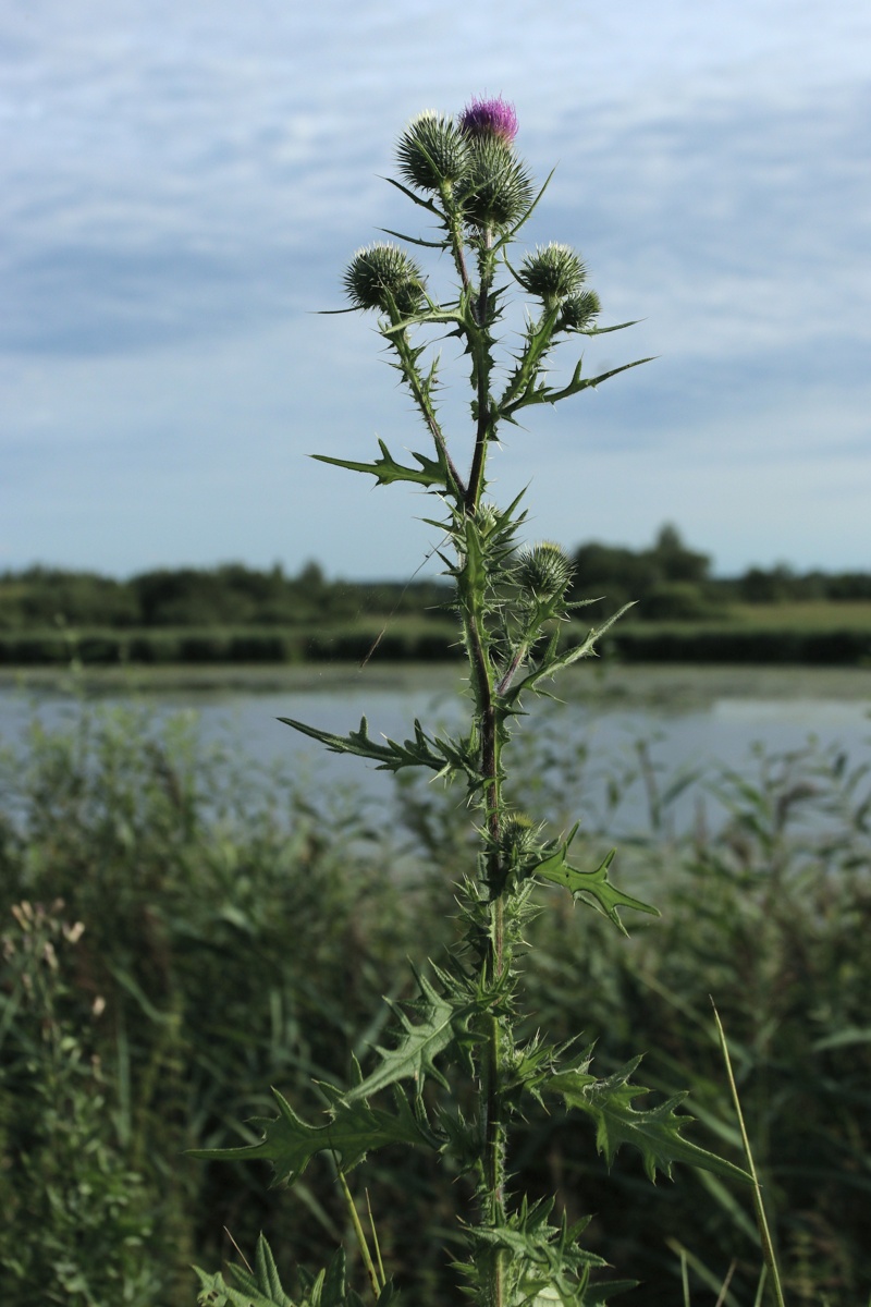 Image of Cirsium vulgare specimen.