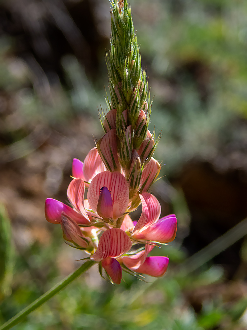 Image of Onobrychis jailae specimen.