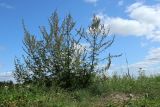 Artemisia vulgaris. Цветущее растение. Псковская обл., дер. Изборск, окр. крепости, обочина грунтовой дороги по бровке склона, суходольный луг на известняке. 18.08.2024.