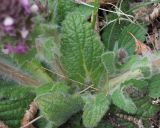 Ajuga orientalis