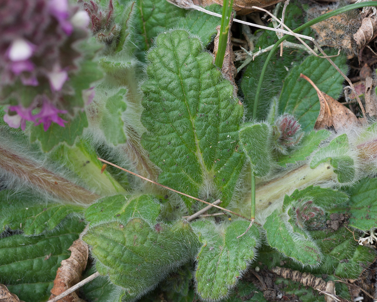 Image of Ajuga orientalis specimen.