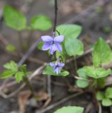 род Viola
