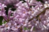 Смотреть изображение Syringa × henryi