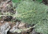 Artemisia caucasica. Цветушее растение. Крым, окр. Феодосии, ур. Кизилташ. 27 июня 2010 г.