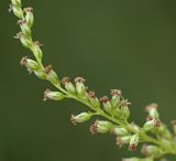 View full-size image Artemisia rubripes