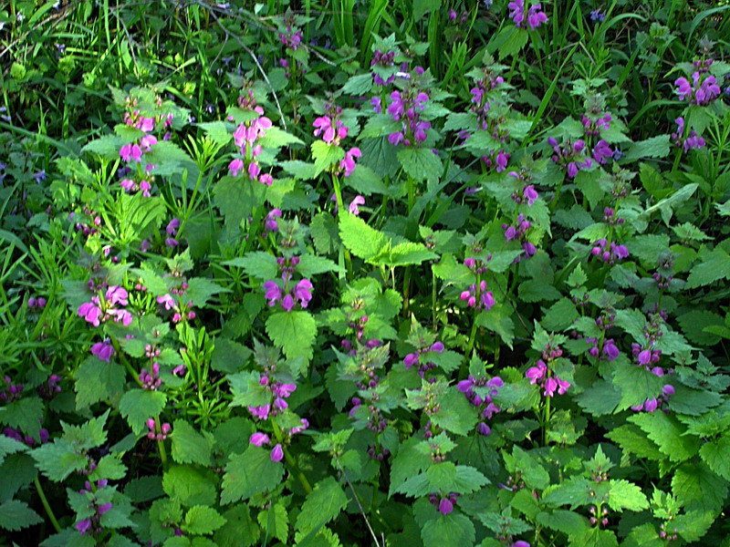 Изображение особи Lamium maculatum.