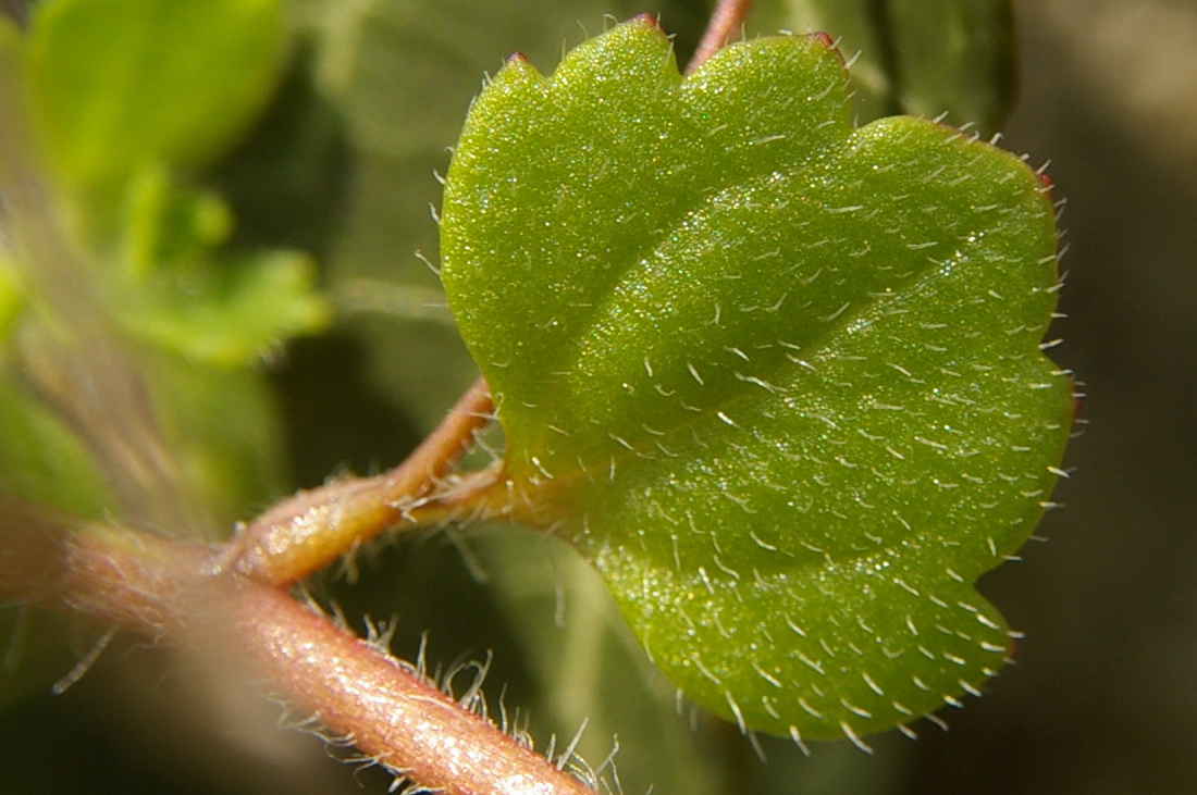 Image of Veronica cymbalaria specimen.