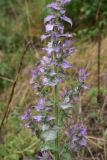 View full-size image Salvia sclarea