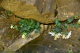 View full-size image Campanula armena