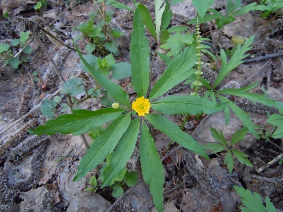 Изображение особи Anemone ranunculoides.