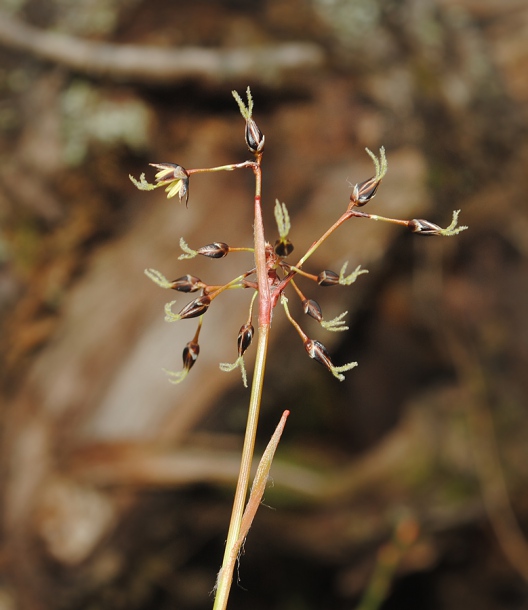 Image of Luzula pilosa specimen.