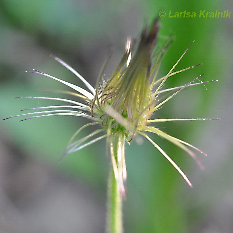 Image of Pulsatilla &times; kissii specimen.