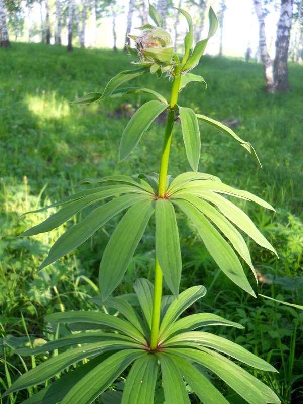 Image of Lilium pilosiusculum specimen.