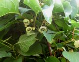 Actinidia arguta. Часть побега с цветками. Москва, ГБС РАН. 17.06.2011.