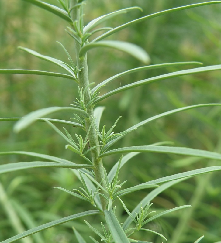 Изображение особи Linaria ruthenica.