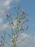 Centaurea stoebe