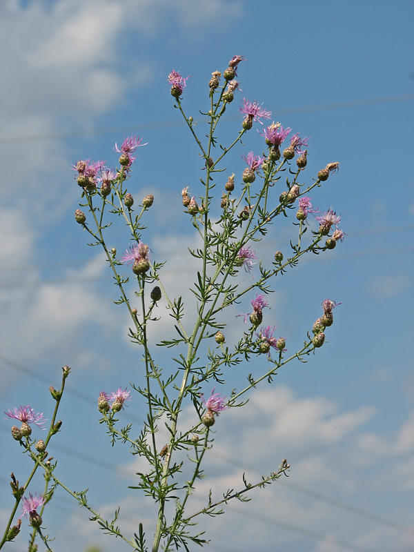 Image of Centaurea stoebe specimen.