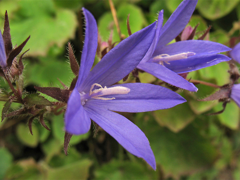 Image of Campanula garganica specimen.