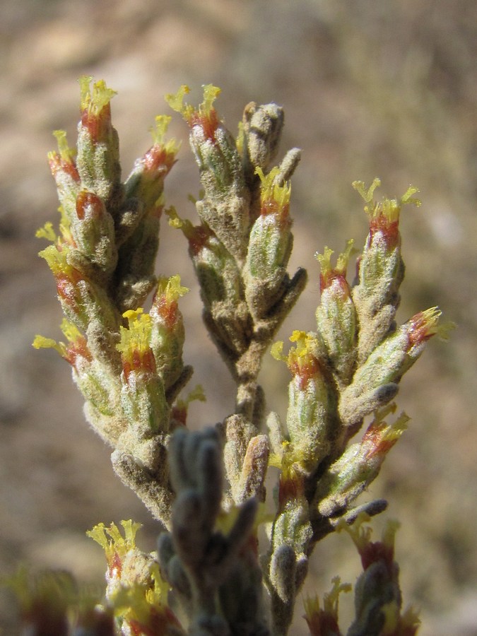 Image of Artemisia dzevanovskyi specimen.