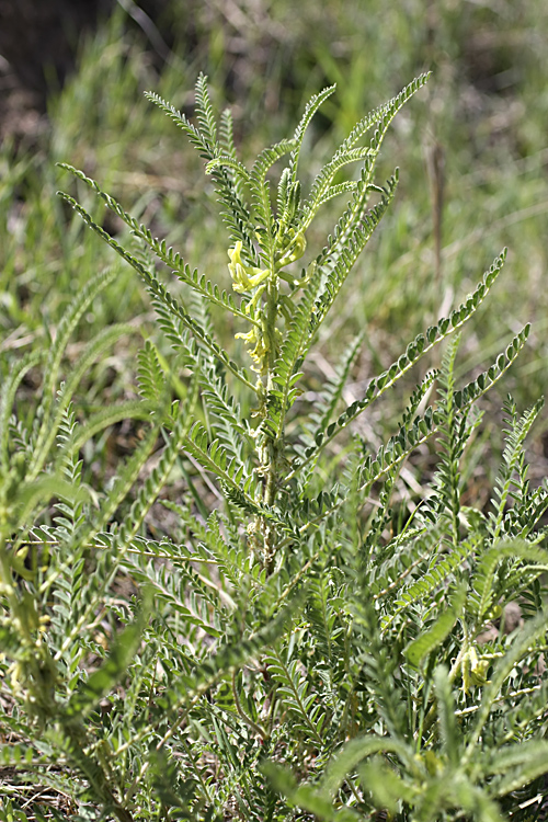 Image of Astragalus turkestanus specimen.