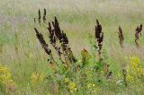 Rumex confertus