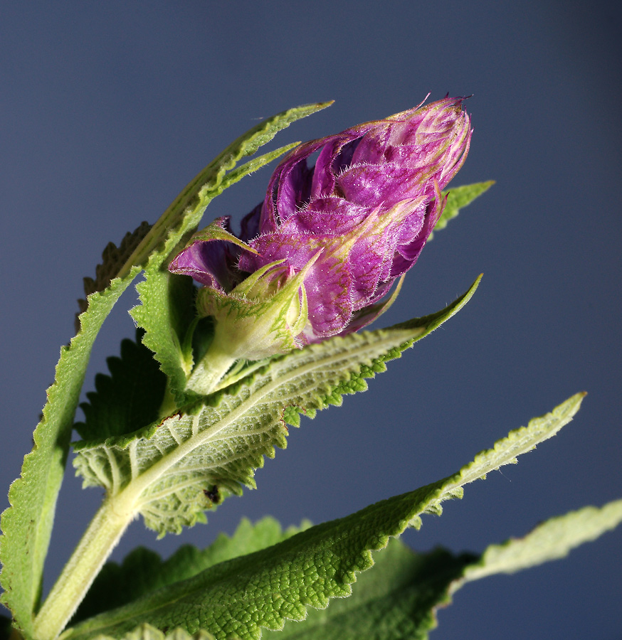 Image of Salvia tesquicola specimen.