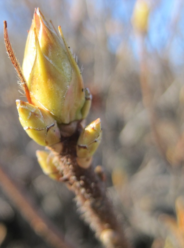 Изображение особи Rhododendron luteum.