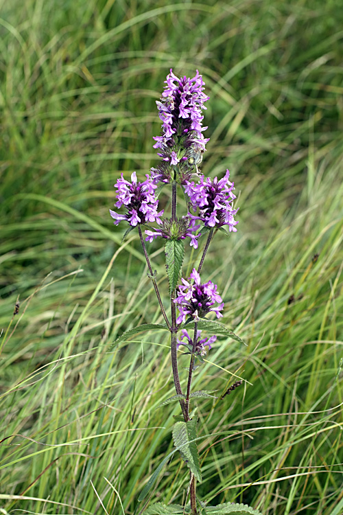 Image of Betonica betoniciflora specimen.