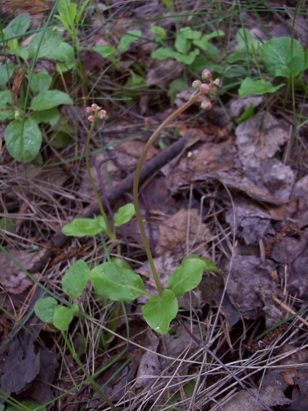 Image of Pyrola minor specimen.