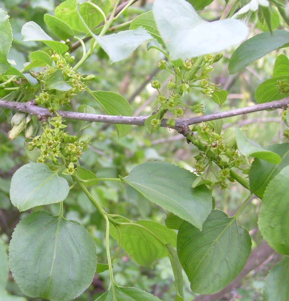 Image of Rhamnus cathartica specimen.