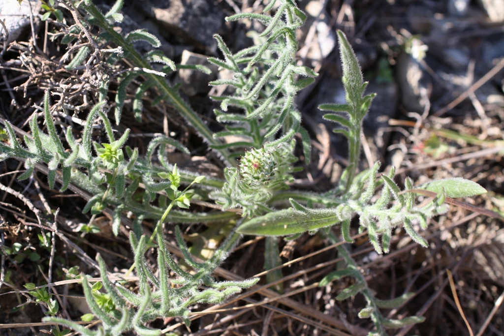 Image of Jurinea arachnoidea specimen.