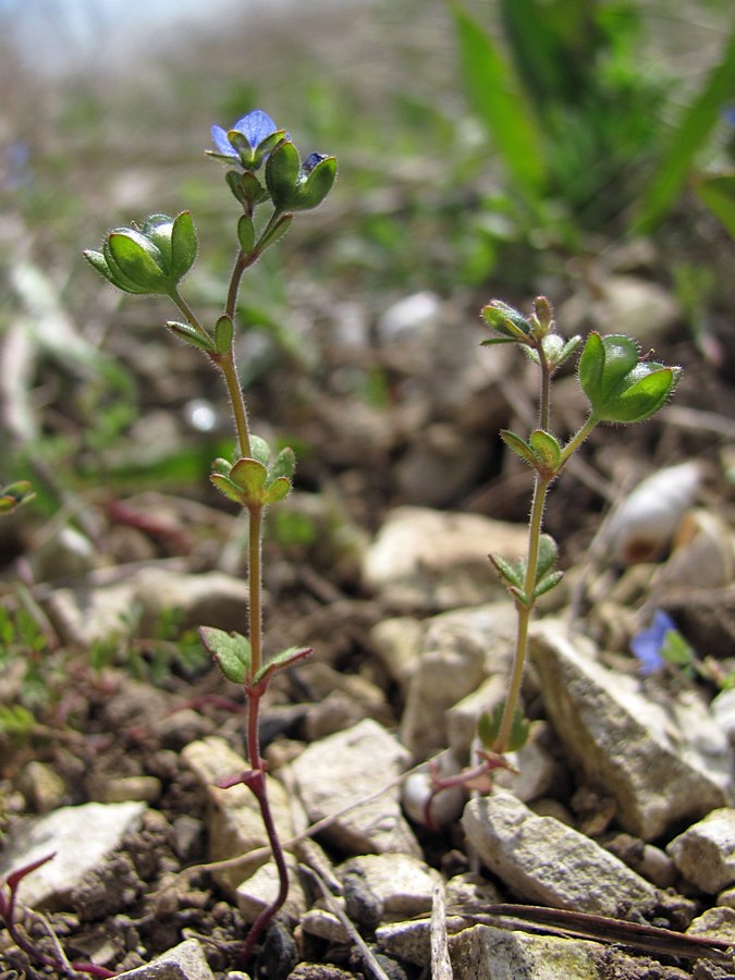 Image of Veronica triphyllos specimen.