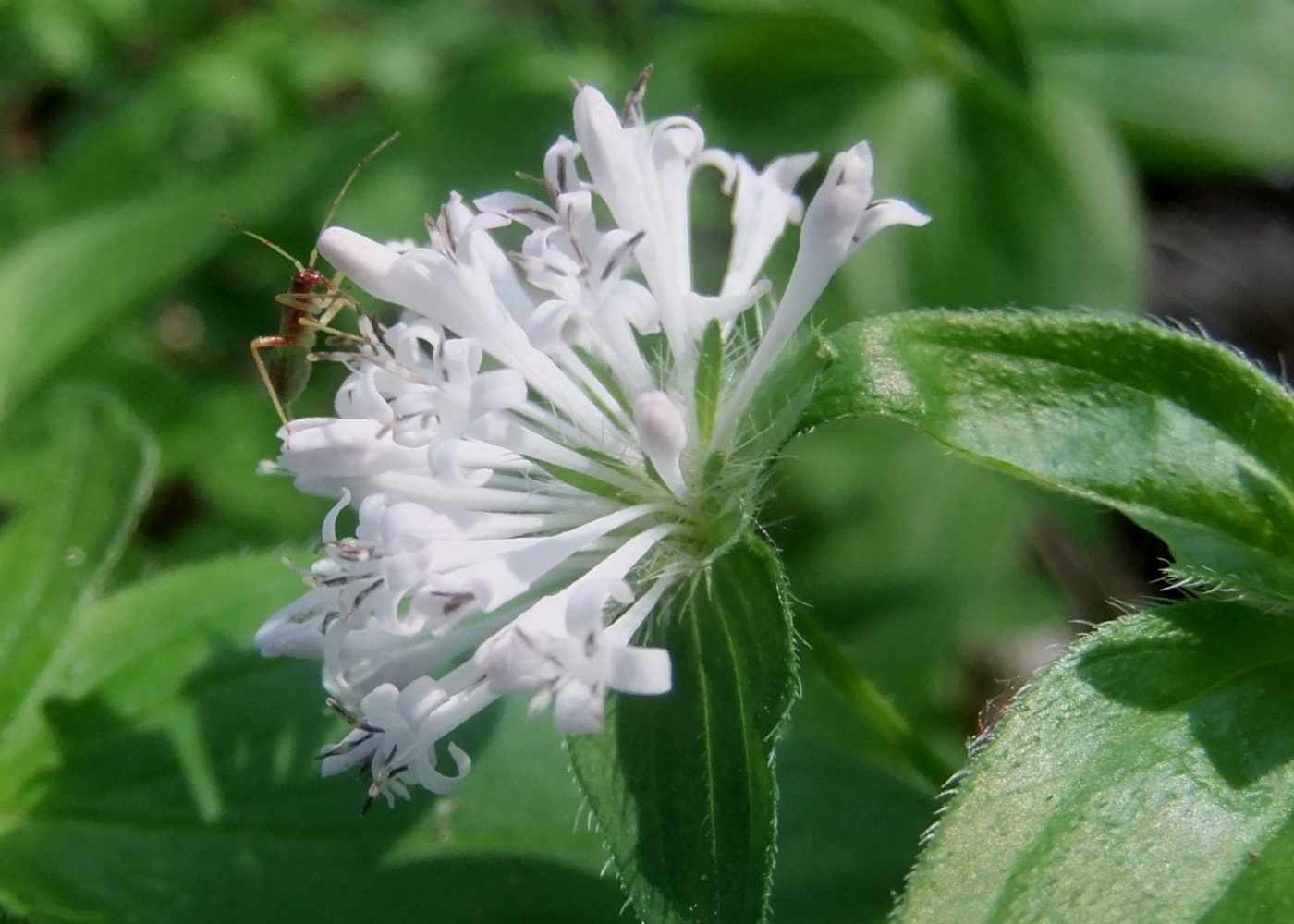 Image of Asperula caucasica specimen.