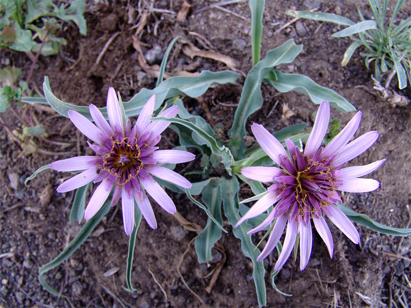 Изображение особи Tragopogon collinus.