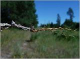 Filago arvensis. Выкопанный корень. Чувашия, окр. г. Шумерля, полянка возле ГНС. 23 июня 2012 г.