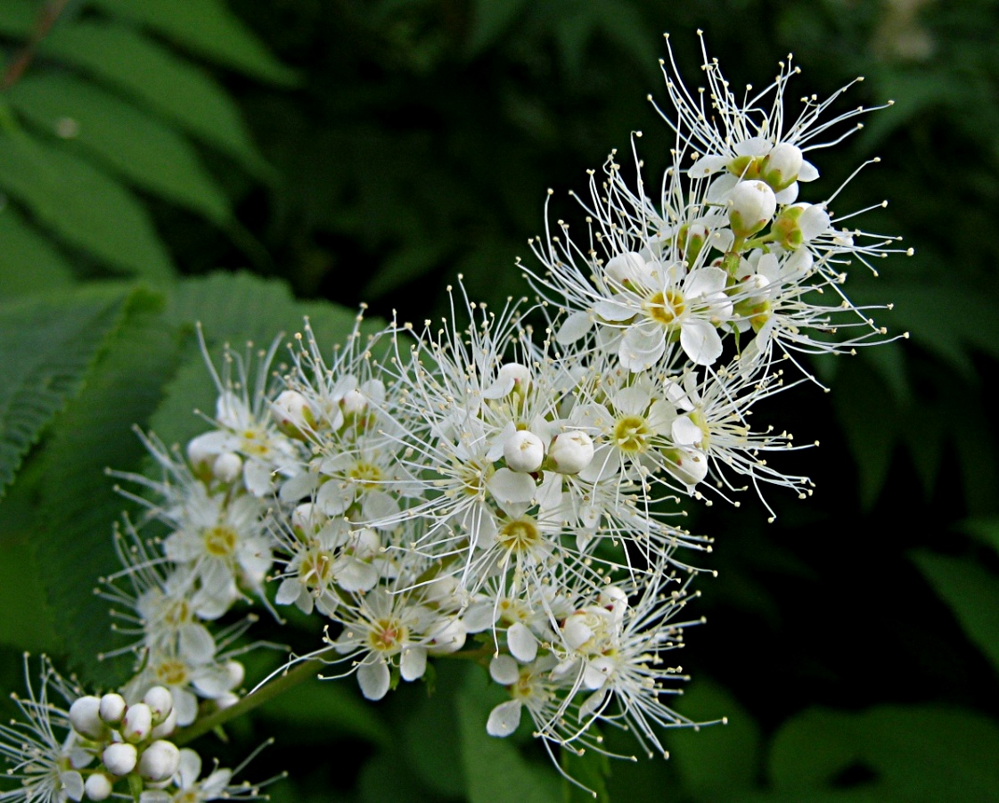 Image of Sorbaria sorbifolia specimen.