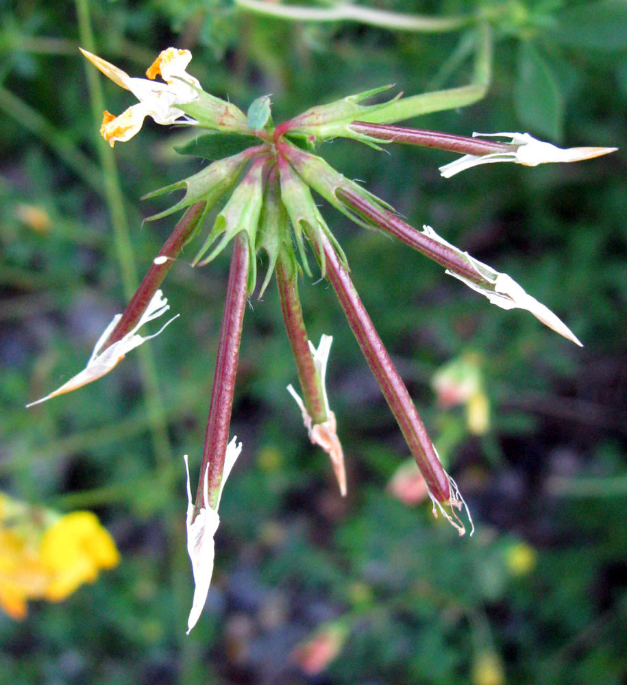 Image of Lotus corniculatus specimen.