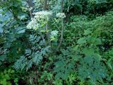 Angelica dahurica. Цветущее растение в ольшанике (Alnus japonica). Приморский край, г. Находка. 26.08.2012.