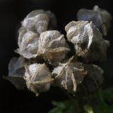 Malva moschata. Плоды. Санкт-Петербург, г. Ломоносов, в культуре. 26.08.2012.