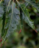 Fagus sylvatica. Листья ('Asplenifolia'). Нидерланды, г. Venlo, \"Floriada 2012\". 11.09.2012.