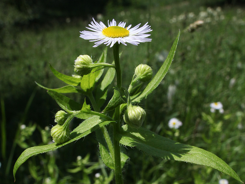 Image of Erigeron annuus specimen.