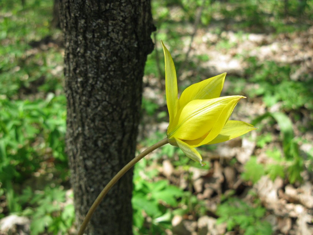 Image of Tulipa biebersteiniana specimen.