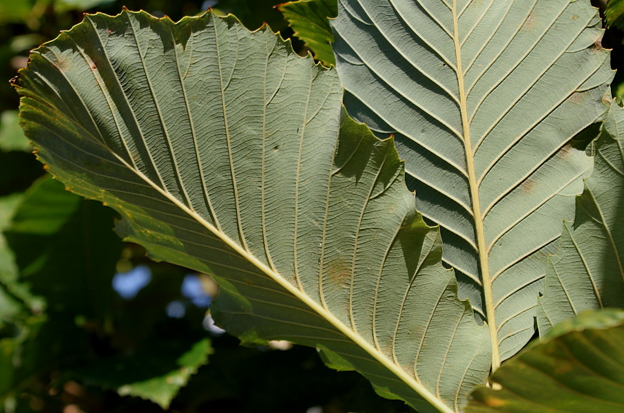 Изображение особи Quercus pontica.