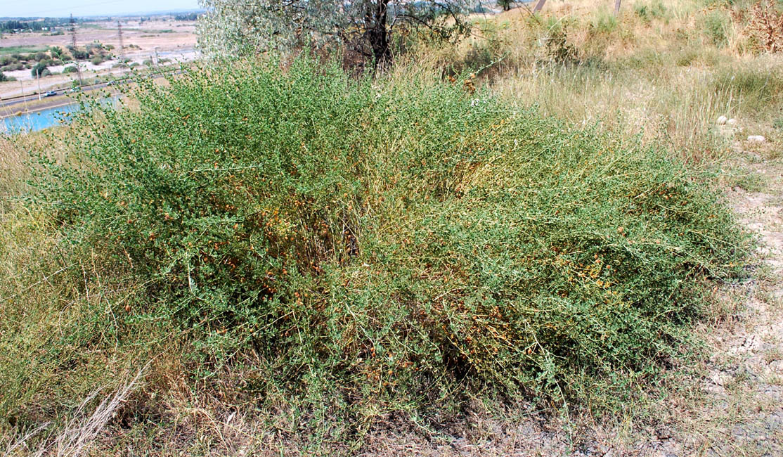 Image of Meristotropis triphylla specimen.