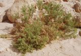 Iphiona scabra. Цветущее растение. Египет, Синай, окр. Нувейбы, Цветной каньон. 20.02.2009.